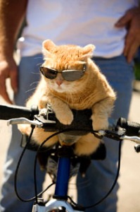 cat on bike